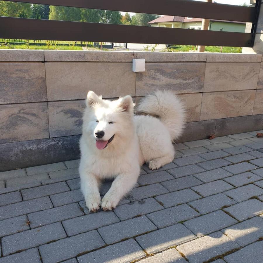 Aris Pokoje Goscinne Wojnicz Exteriér fotografie